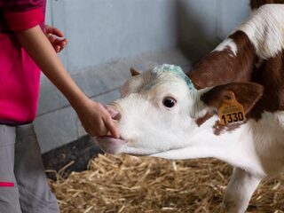 Visite guidée de l'élevage bovin Daul-Boime : de l'alimentation animale à la fer