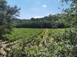 Fête des Vendanges de Saint-Marcellin