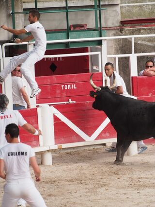 Club Taurin - Course Camarguaise