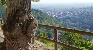 Apéro des régions: A la découverte de la Rhénanie-Palatinat