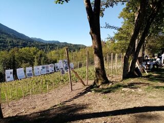 Découverte de la vigne