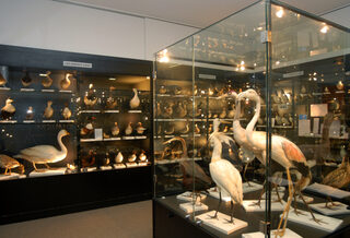 Visite du musée ornithologique Charles Payraudeau à La Chaize-le-Vicomte