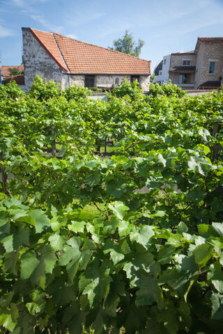 Visite des Vignes et de la Grange de Clamart