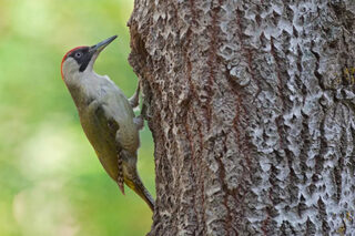 Les oiseaux du lac Daumesnil au bois de Vincennes