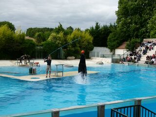 Spectacles Les Maîtres des Airs et L'Odyssée des Lions de Mer au ZooParc de Beau