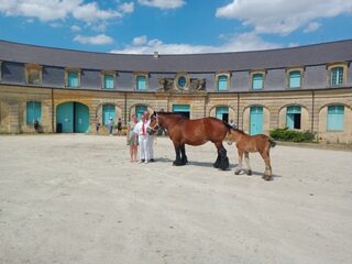 Visitez un musée dédié à l'histoire du cheval de trait