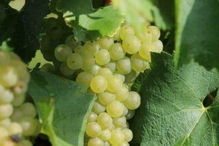 Visite guidée des vignes et du chai des vins des coteaux de l'Escaut