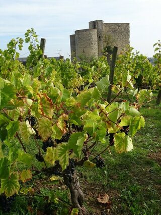 Promenez-vous dans un clos de vignes en plein centre-ville