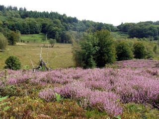 Venez découvrir la réserve naturelle nationale de la tourbière des Dauges !