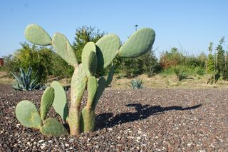 Visite commentée de l'Arboretum