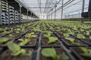 Visite des serres avec présentation du service Espaces verts de Chalon-sur-Saône