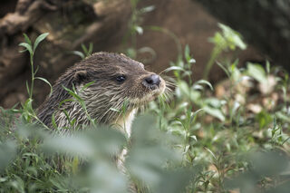 Circuit : à la recherche de la loutre d'Europe