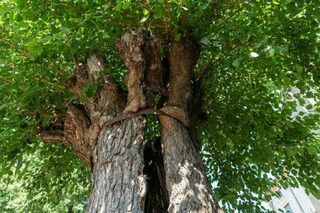 Venez découvrir l'histoire de cet arbre remarquable !