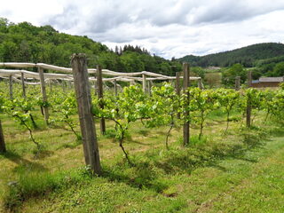 Visite commentée de la vigne associative et dégustation