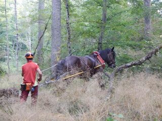 JOURNÉES DE LA FORÊT