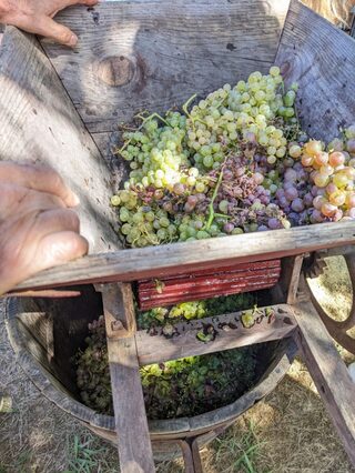 Vendanges au musée !