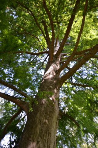 Les arbres remarquables du Parc Jouvet