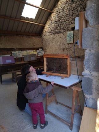 Découverte de l'apiculture à la Ruche des Puys