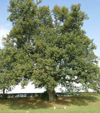 L'Arbre de la Croix, sur les Pas des Moniales.