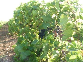 Exposition : « hier, les vignes de Saint-Médard »