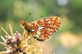 Sortie insectes à la Maison Garonne !