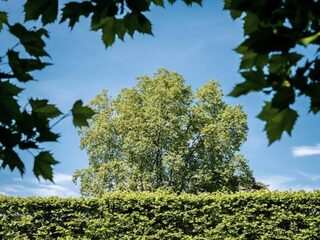 Le grand voyage des arbres. Visite dans les jardins et le domaine national du ch