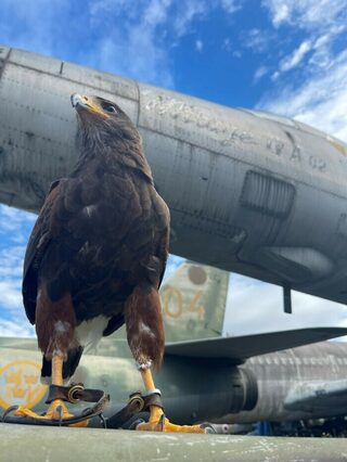 Des rapaces à Dugny !