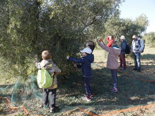 Les rendez-vous du Parc des Alpilles - Les Olivades