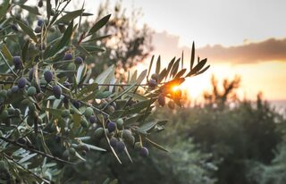 Les rendez-vous du Parc des Alpilles - Olivier, arbre millénaire