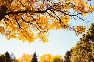 Atelier d'écriture Les mots avant l'automne