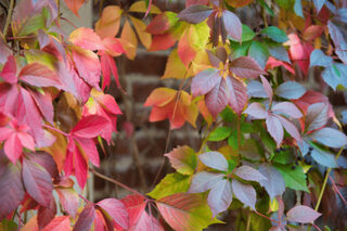 L'automne au Jardin