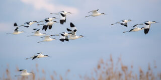 Sortie nature : « les oiseaux du marais de Tasdon à La Rochelle »