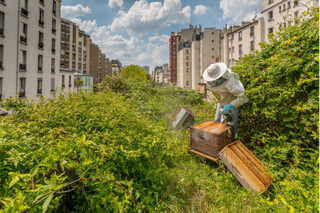 Voyage au cœur de l'apiculture urbaine - Balade culinaire et éducative