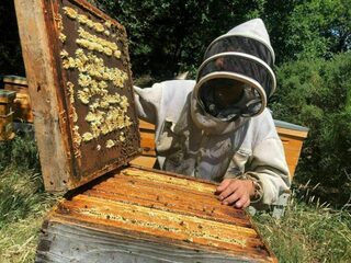 Extraction de miel dans notre boutique de Guérande