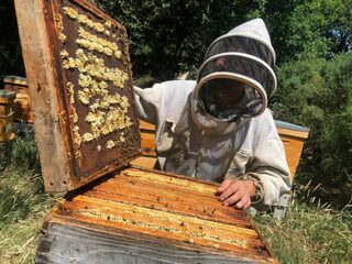 Extraction de miel dans notre boutique de Saint-Germain-en-Laye