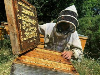 Extraction de miel dans notre boutique de Toulouse