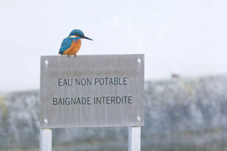 Atelier-visite : Découverte des animaux du Domaine et d’Ile-de-France avec Nicol