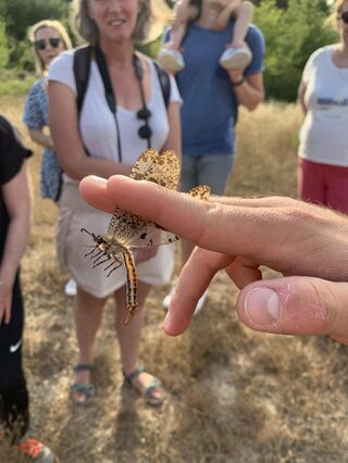 Insectes pollinisateurs au parc de l’Olivier avec la LPO