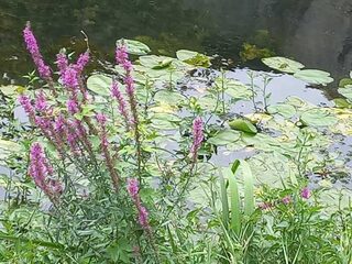 Parcours-défi entre sources et Garonne au parc des Jalles