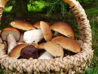 FOIRE AUX CHAMPIGNONS AUMONT-AUBRAC