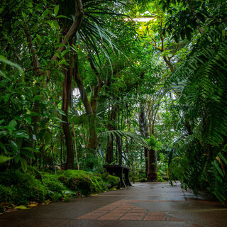 Découvrez les serres tropicales d'un des plus grands jardins botaniques de Franc