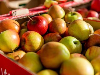 FÊTE DE LA POMME