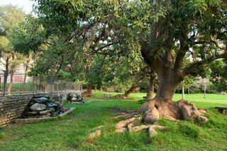 Les plantes et les arbres parlent aux Hommes, par Franck Angeli, guide-conférenc