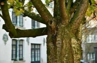 Mon ami l'arbre (Vieux-Lille)