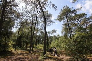 La forêt du Touquet au fil des saisons