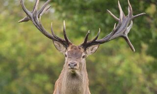 Le brame du cerf