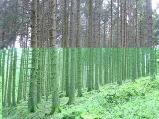 CONFÉRENCE - LA FORÊT FRANÇAISE FACE AU DÉRÈGLEMENT CLIMATIQUE : EXEMPLES MEUSIE