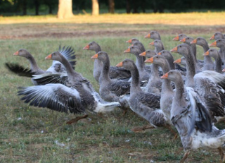 Visite de la Ferme Andrévias