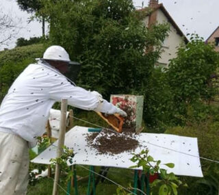 À la découverte des abeilles et de l'apiculture au rucher