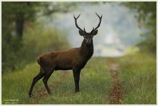 Sortie crépusculaire brame du cerf